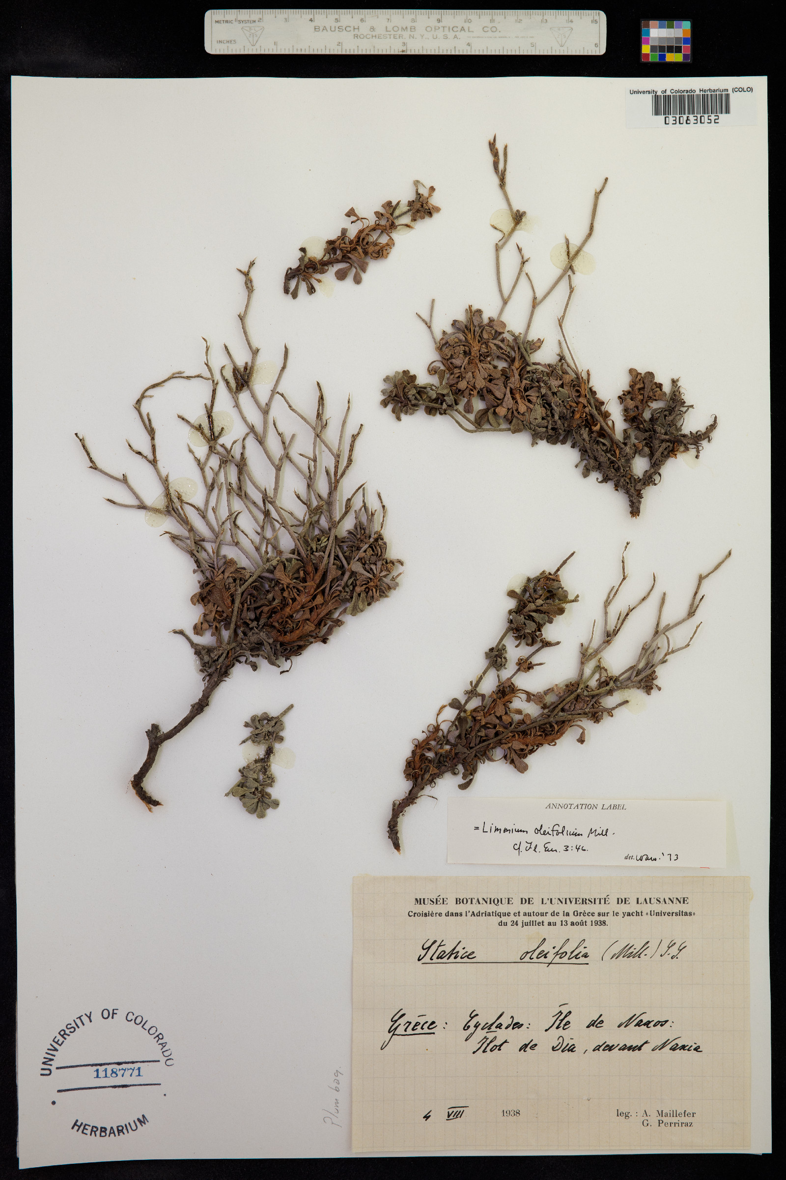 Limonium virgatum subsp. virgatum image