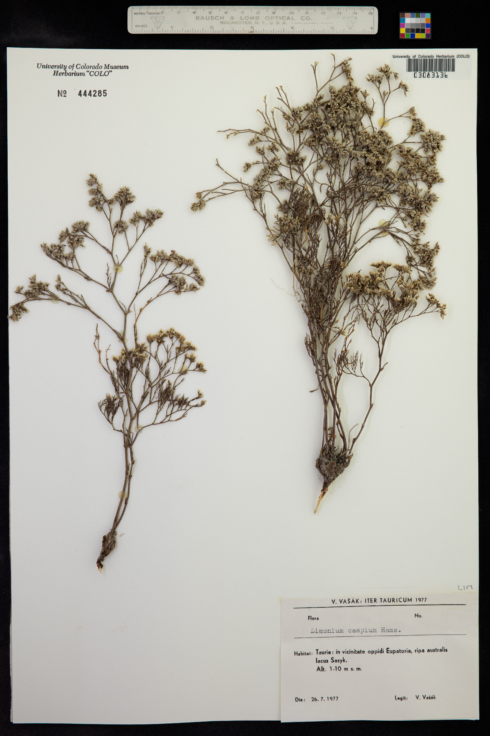 Limonium bellidifolium image