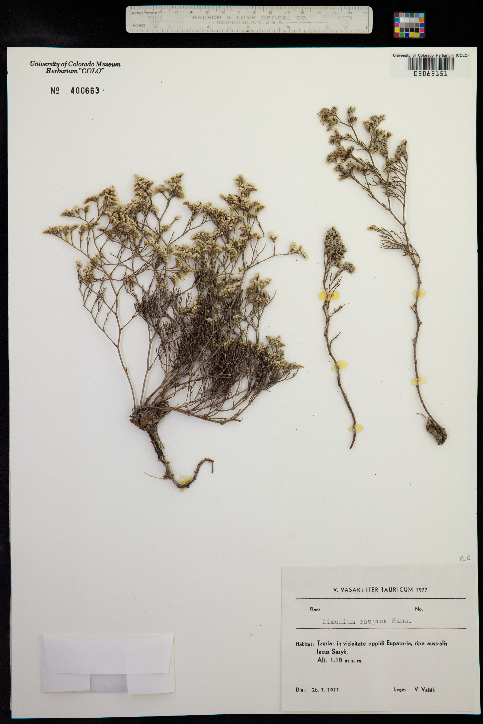 Limonium bellidifolium image