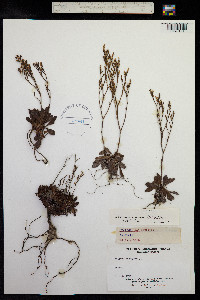 Limonium binervosum image