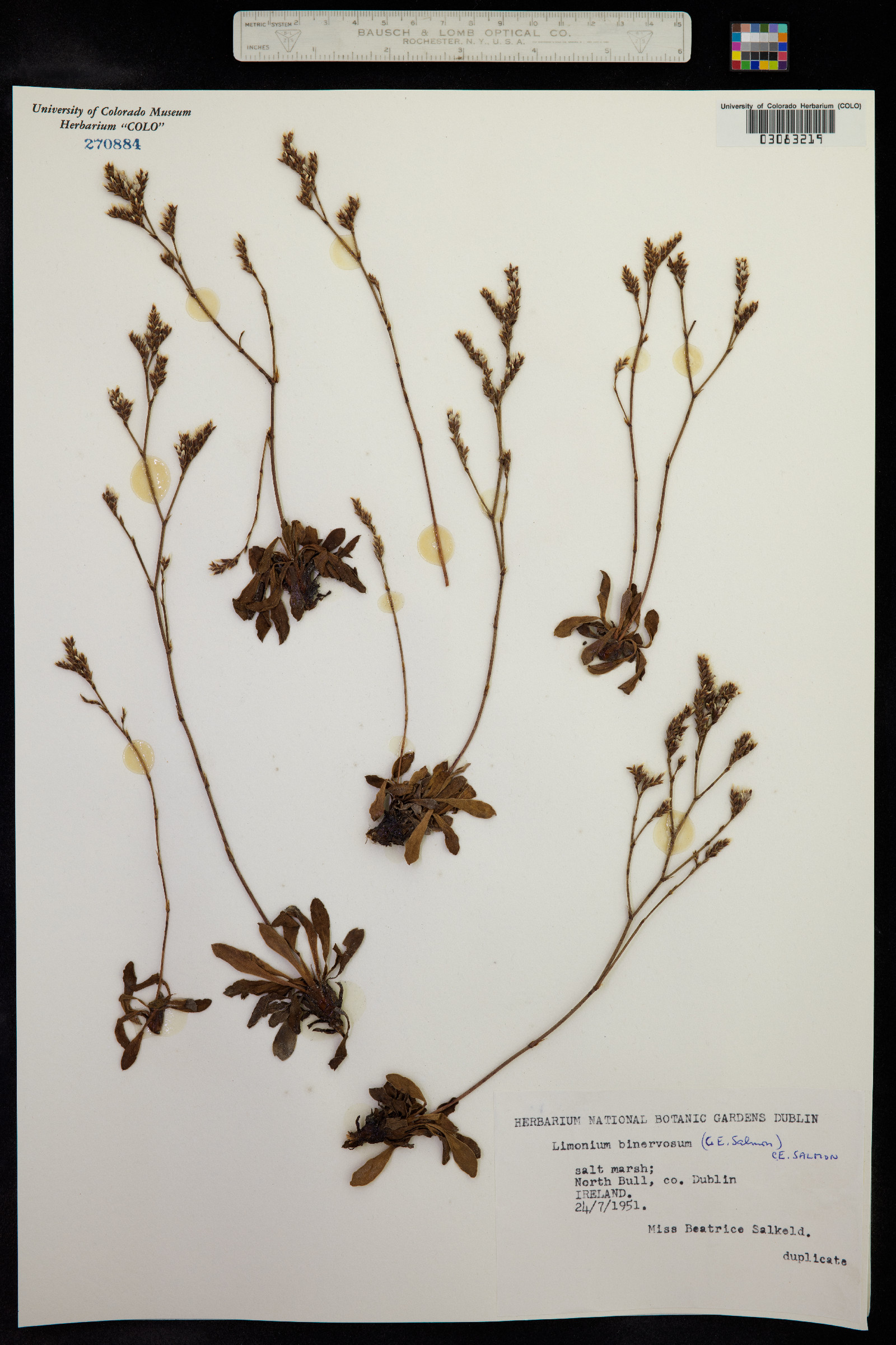 Limonium binervosum image