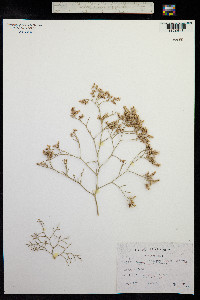 Limonium bellidifolium image