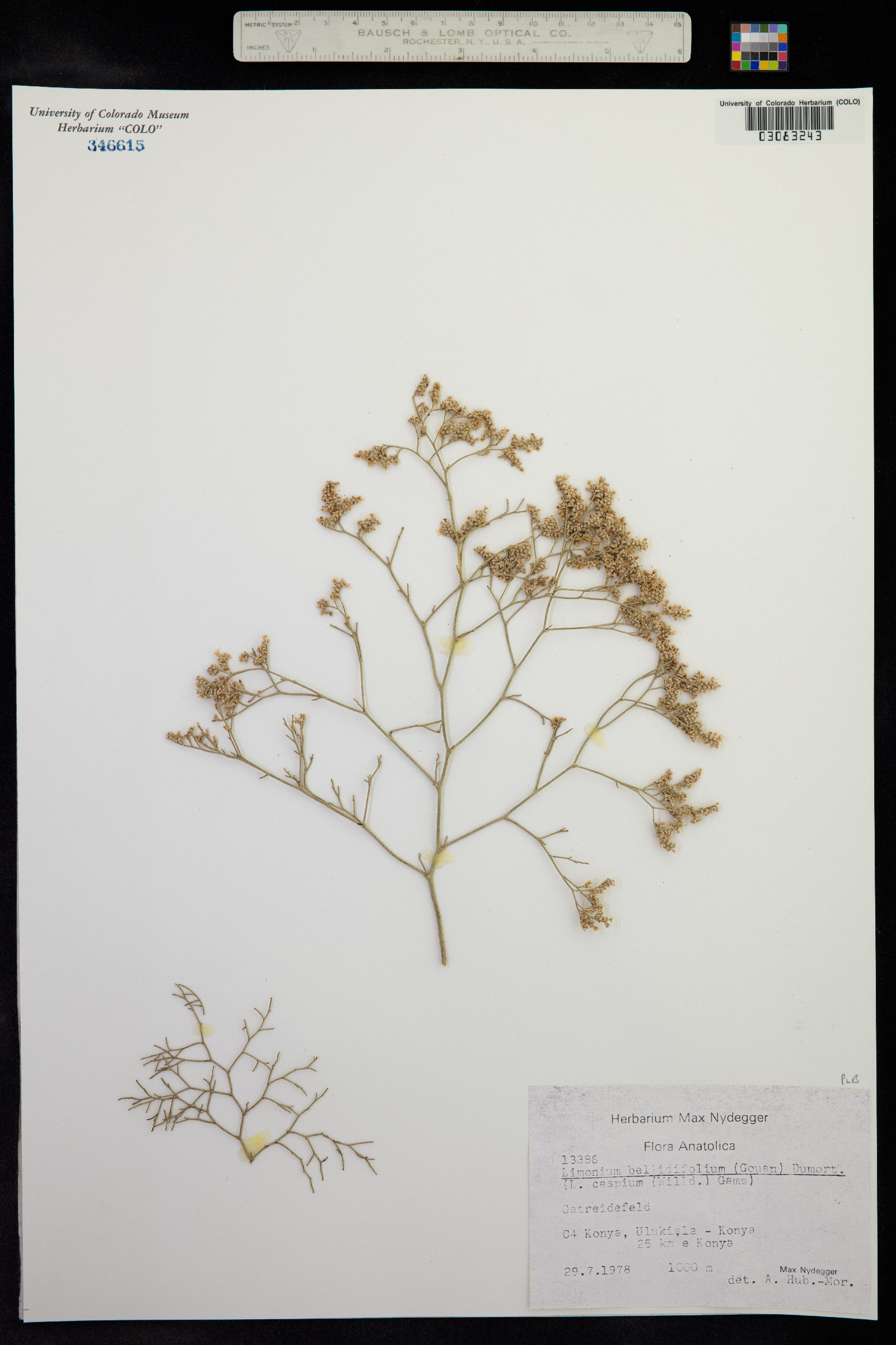 Limonium bellidifolium image