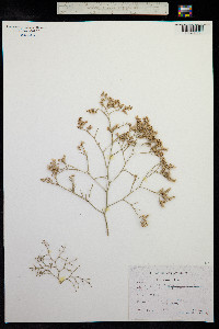 Limonium bellidifolium image