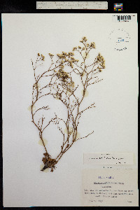 Limonium bellidifolium image
