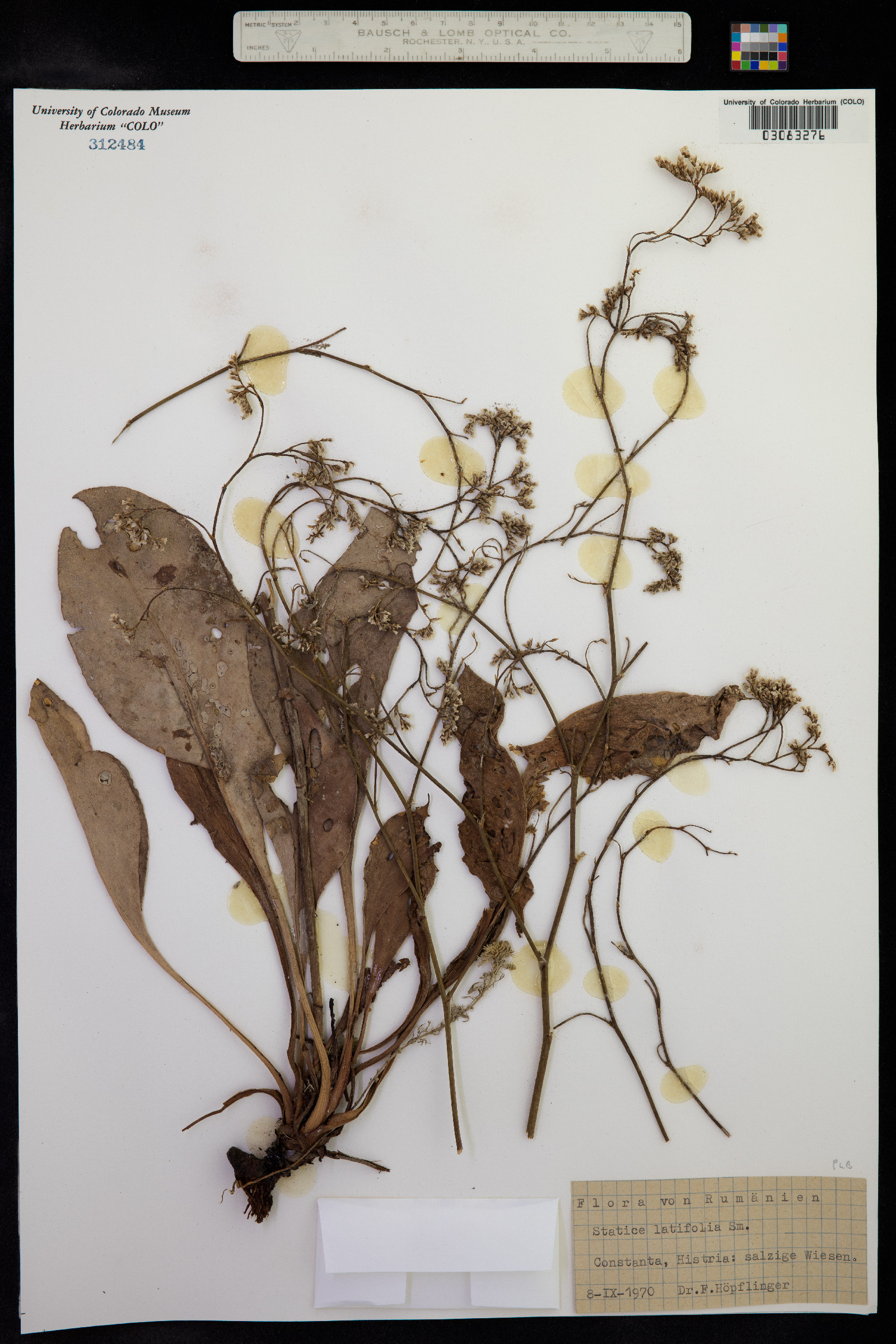 Limonium gerberi image