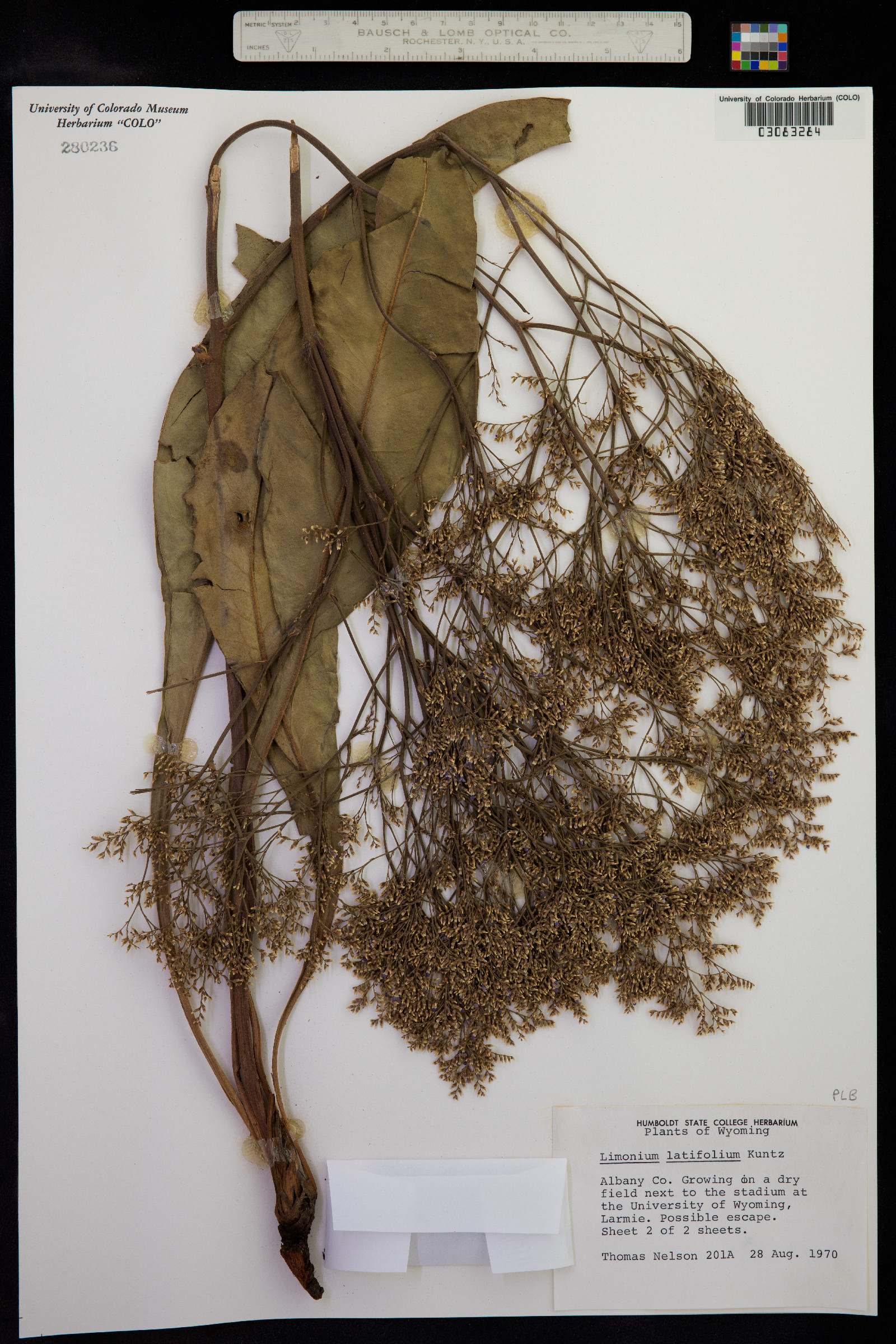 Plumbaginaceae image