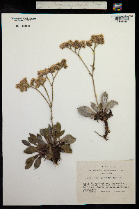 Goniolimon speciosum image