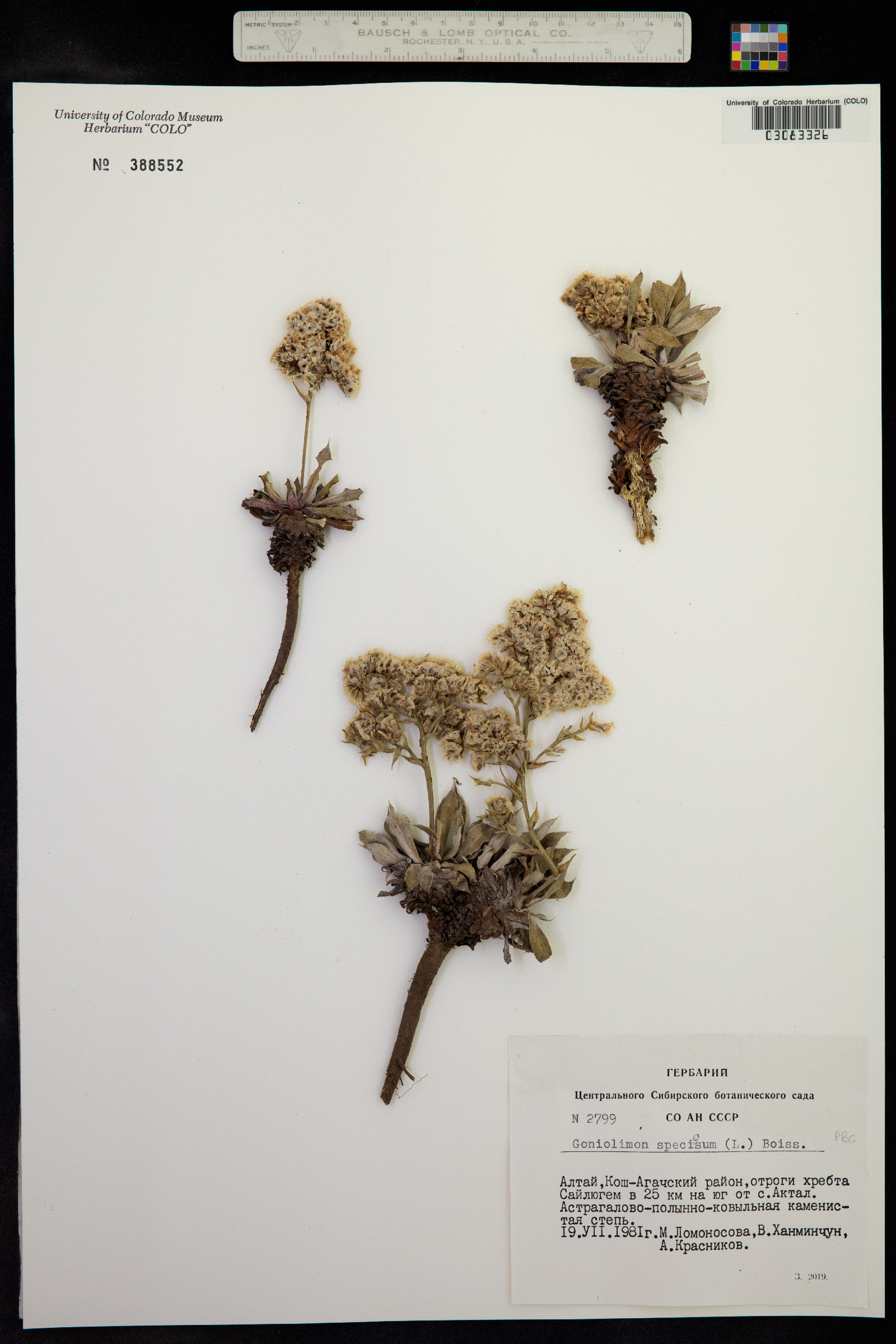 Goniolimon speciosum image