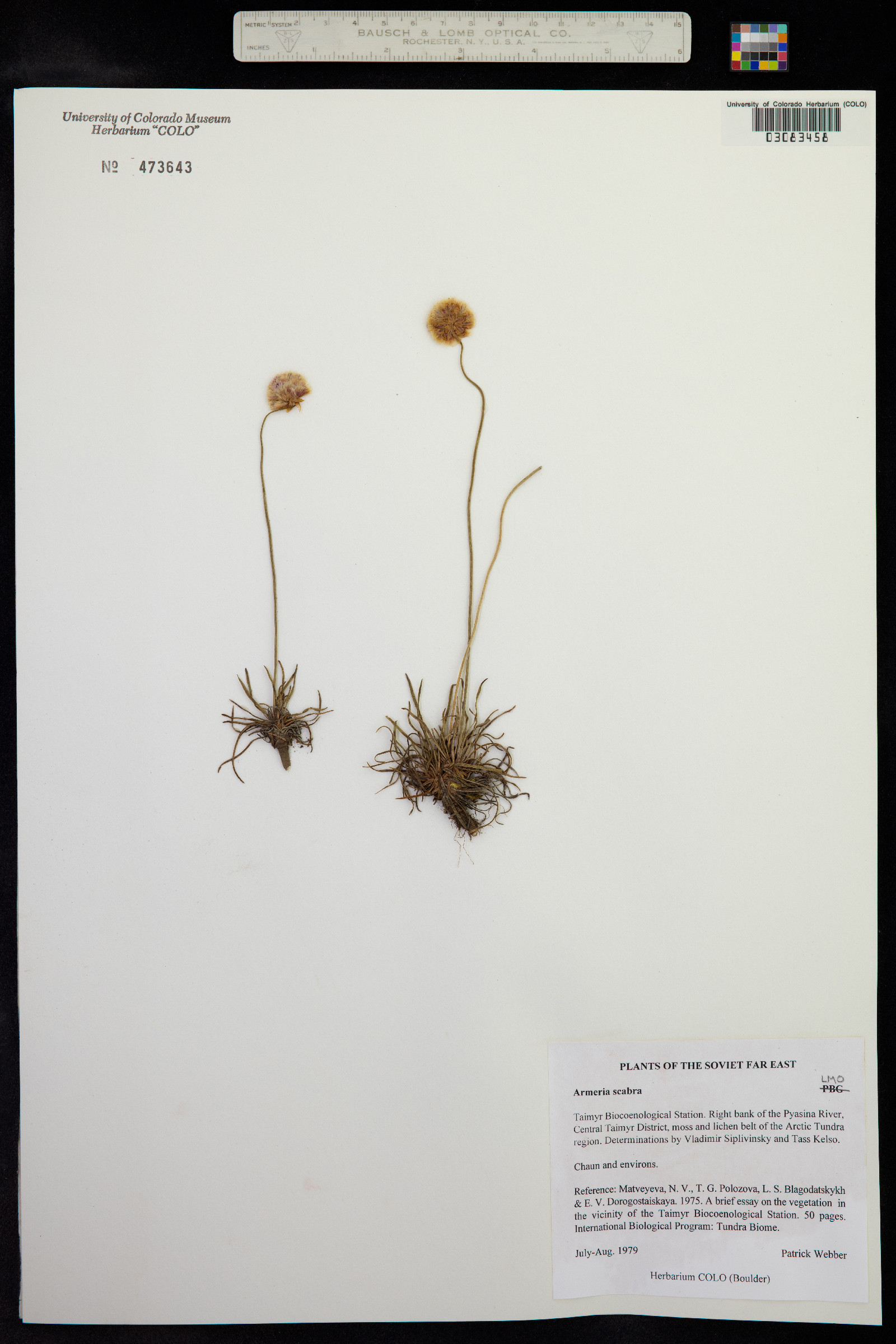 Armeria maritima ssp. sibirica image