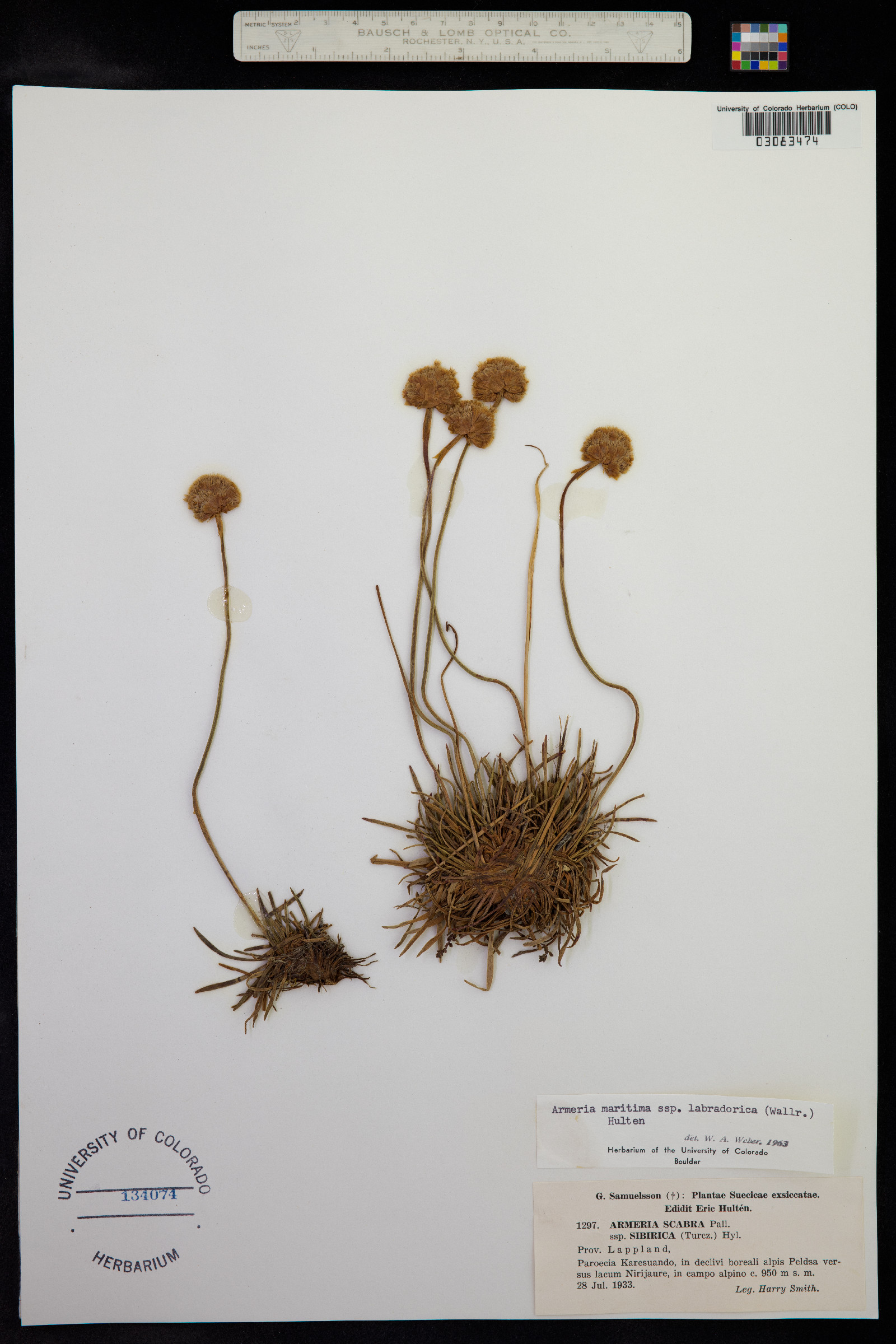 Armeria maritima image