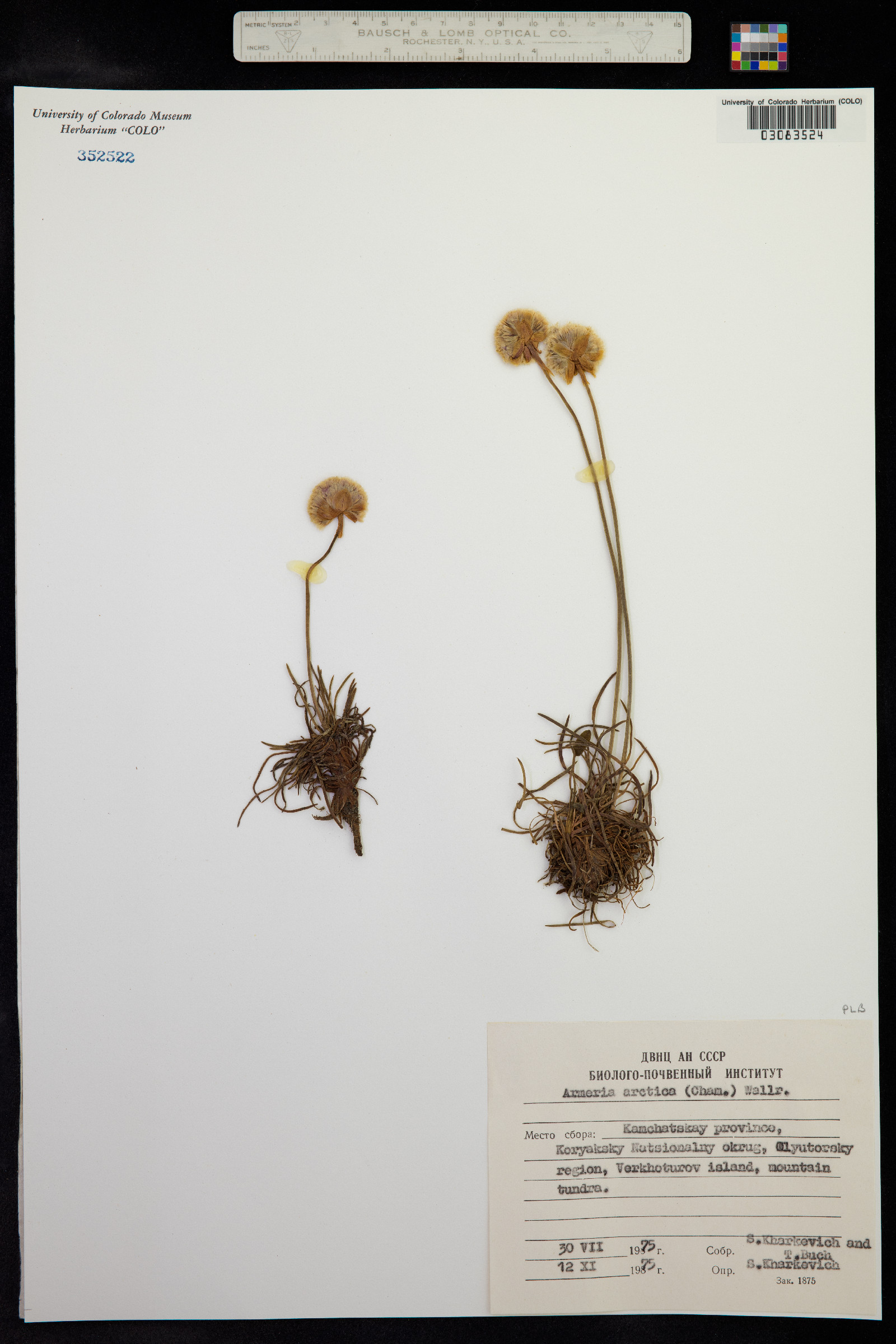 Armeria arctica image