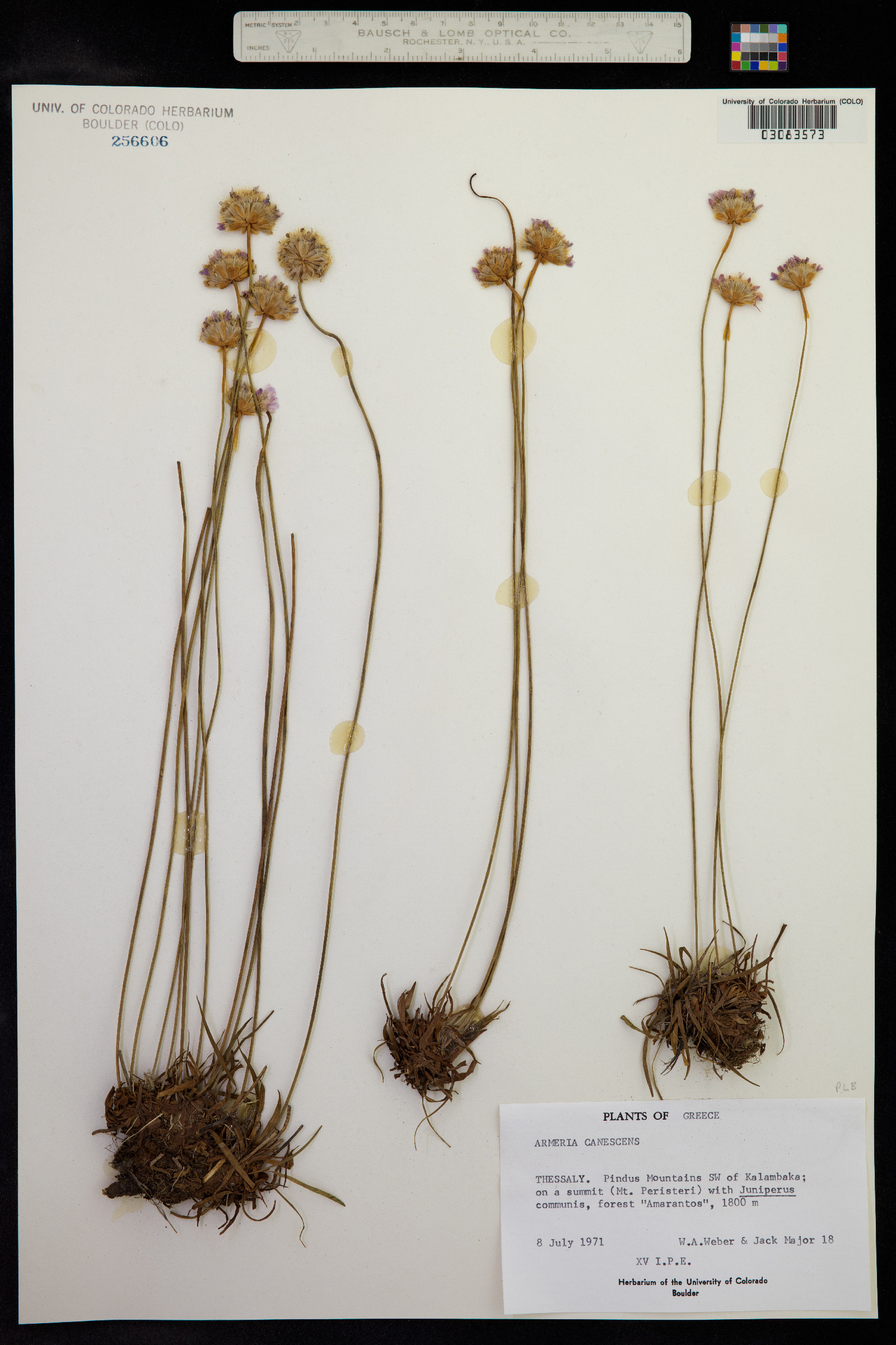 Armeria canescens image