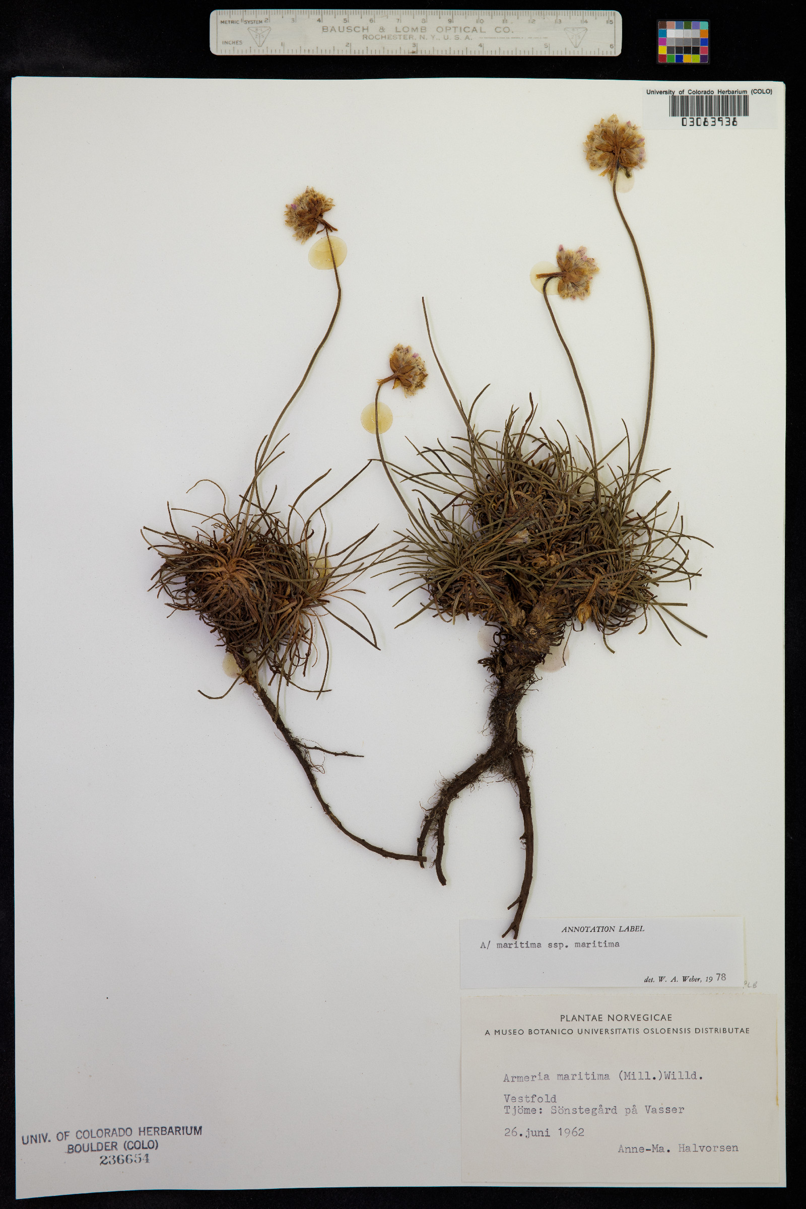 Armeria image
