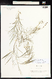 Stuckenia pectinata image