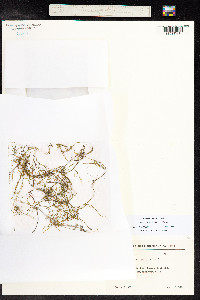 Stuckenia pectinata image