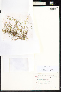 Stuckenia pectinata image