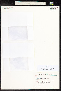 Stuckenia pectinata image
