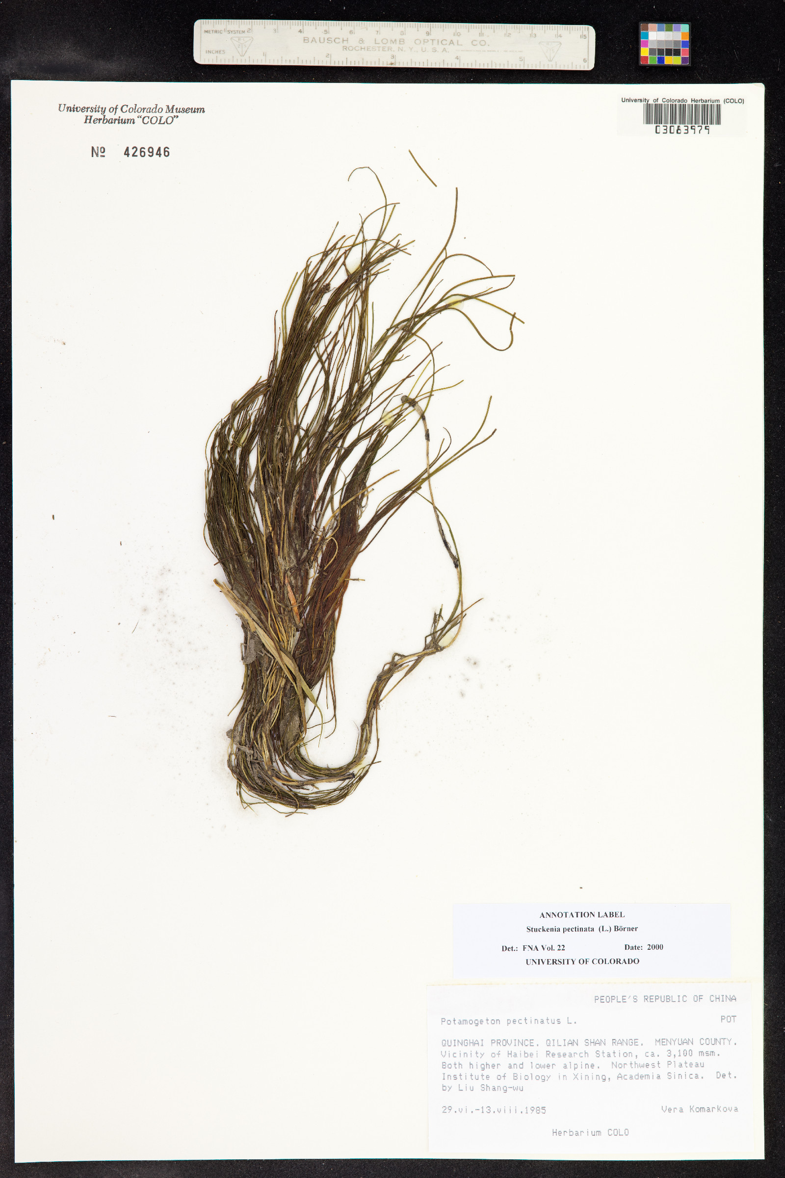 Stuckenia pectinata image