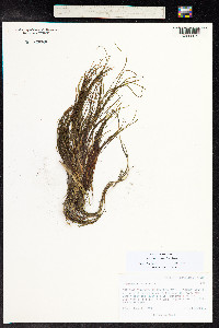 Stuckenia pectinata image