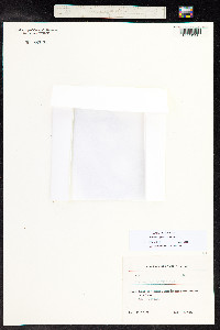 Stuckenia pectinata image