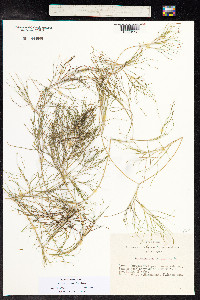 Stuckenia pectinata image