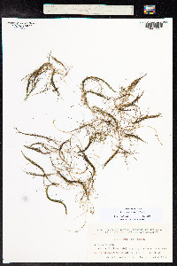 Stuckenia pectinata image