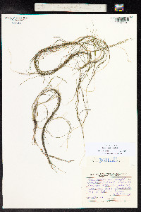 Stuckenia pectinata image