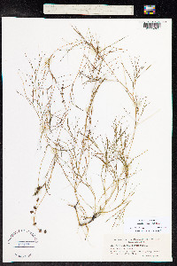 Stuckenia pectinata image