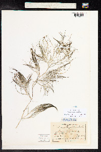 Stuckenia pectinata image