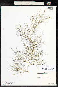 Stuckenia pectinata image