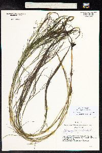 Stuckenia pectinata image