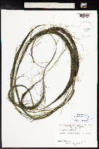 Stuckenia vaginata image