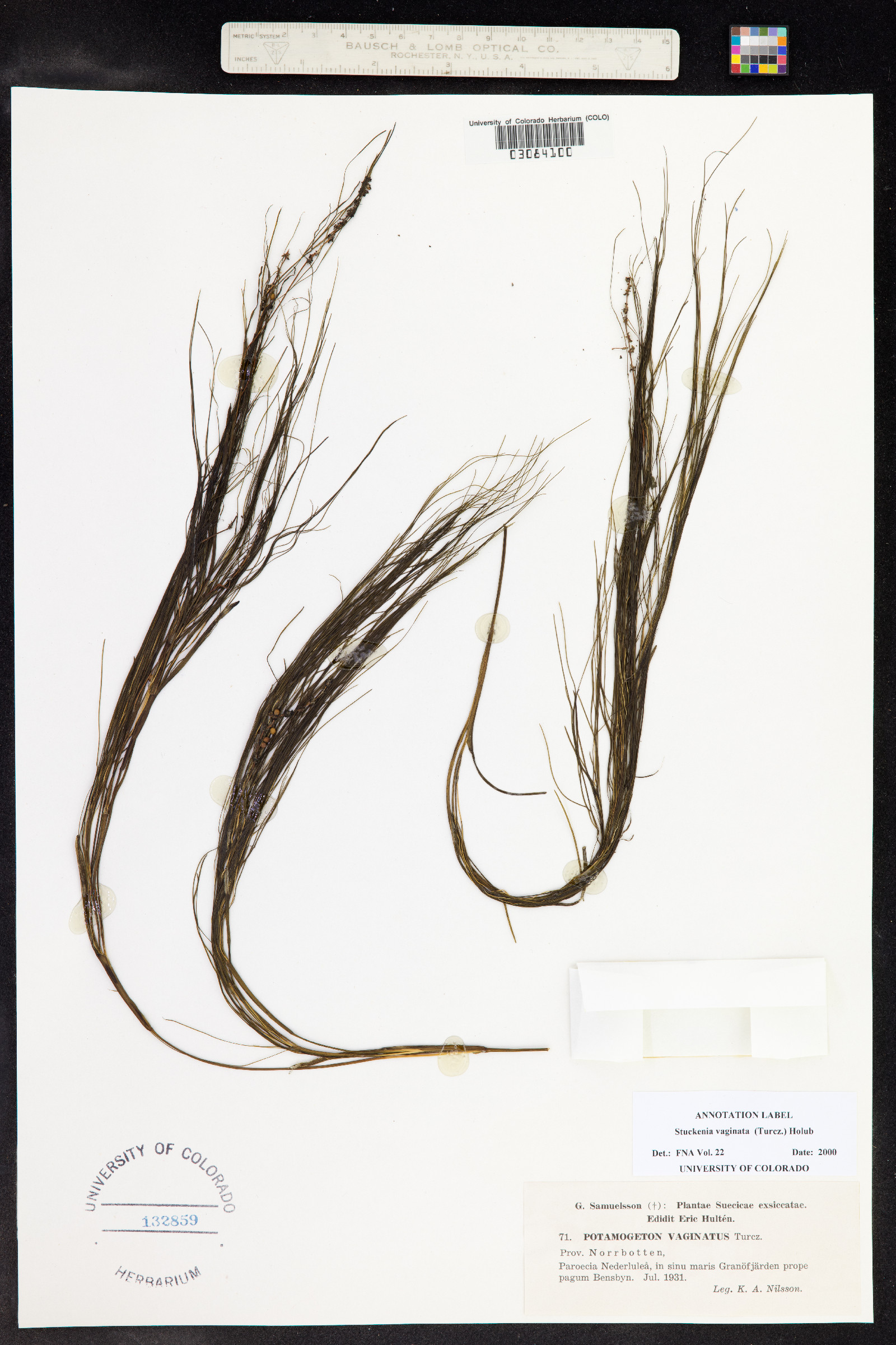 Stuckenia vaginata image