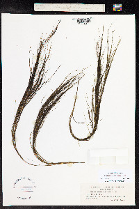 Stuckenia vaginata image