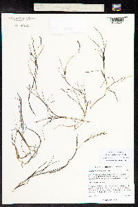 Stuckenia vaginata image