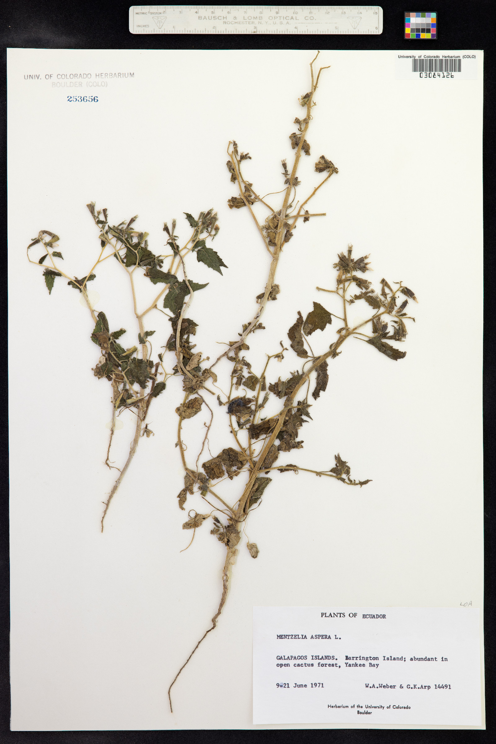 Mentzelia aspera image