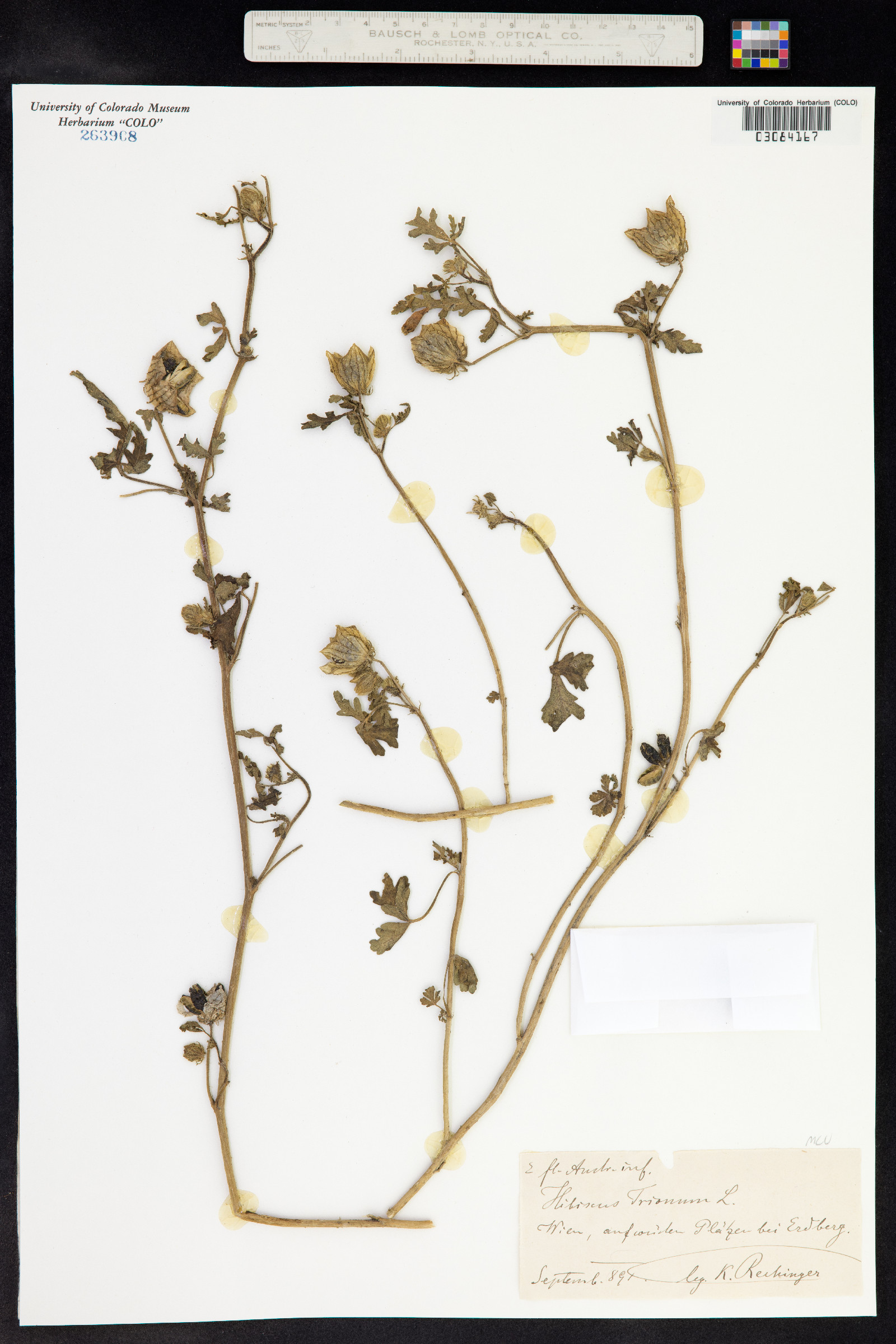 Hibiscus trionum image