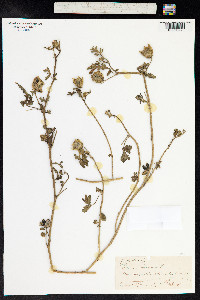 Hibiscus trionum image
