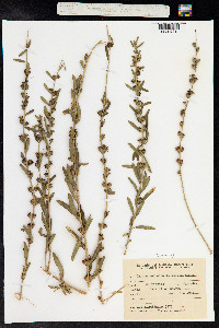 Heimia salicifolia image