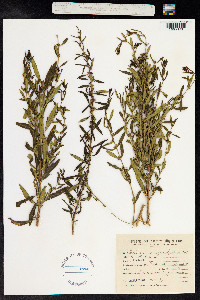 Heimia salicifolia image