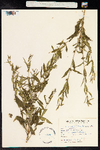 Heimia salicifolia image