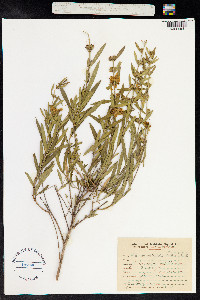 Heimia salicifolia image