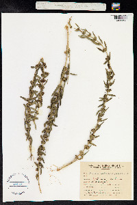 Heimia salicifolia image