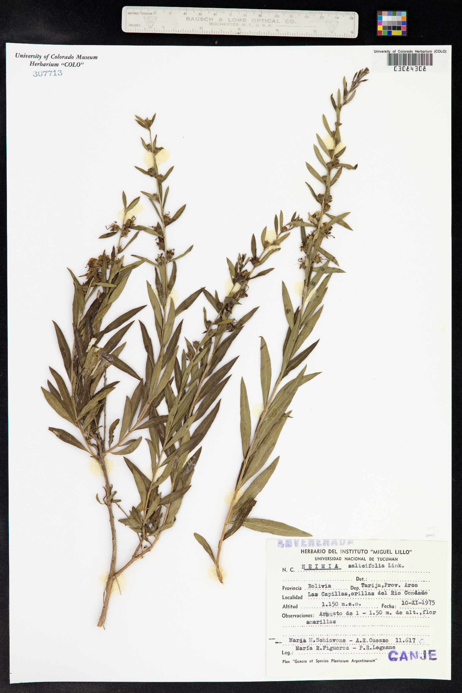 Heimia salicifolia image
