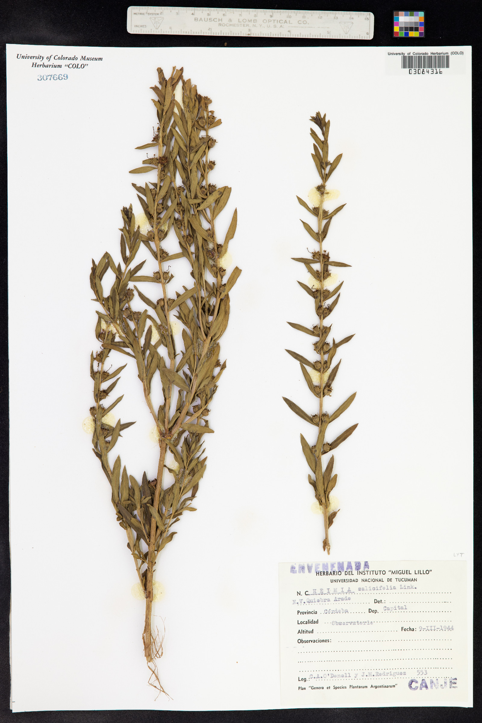 Heimia salicifolia image