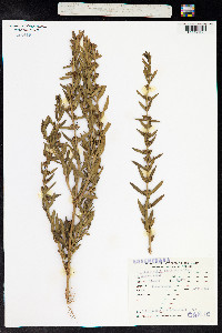 Heimia salicifolia image