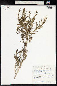 Heimia salicifolia image