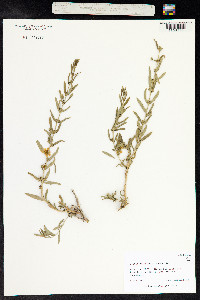 Heimia salicifolia image