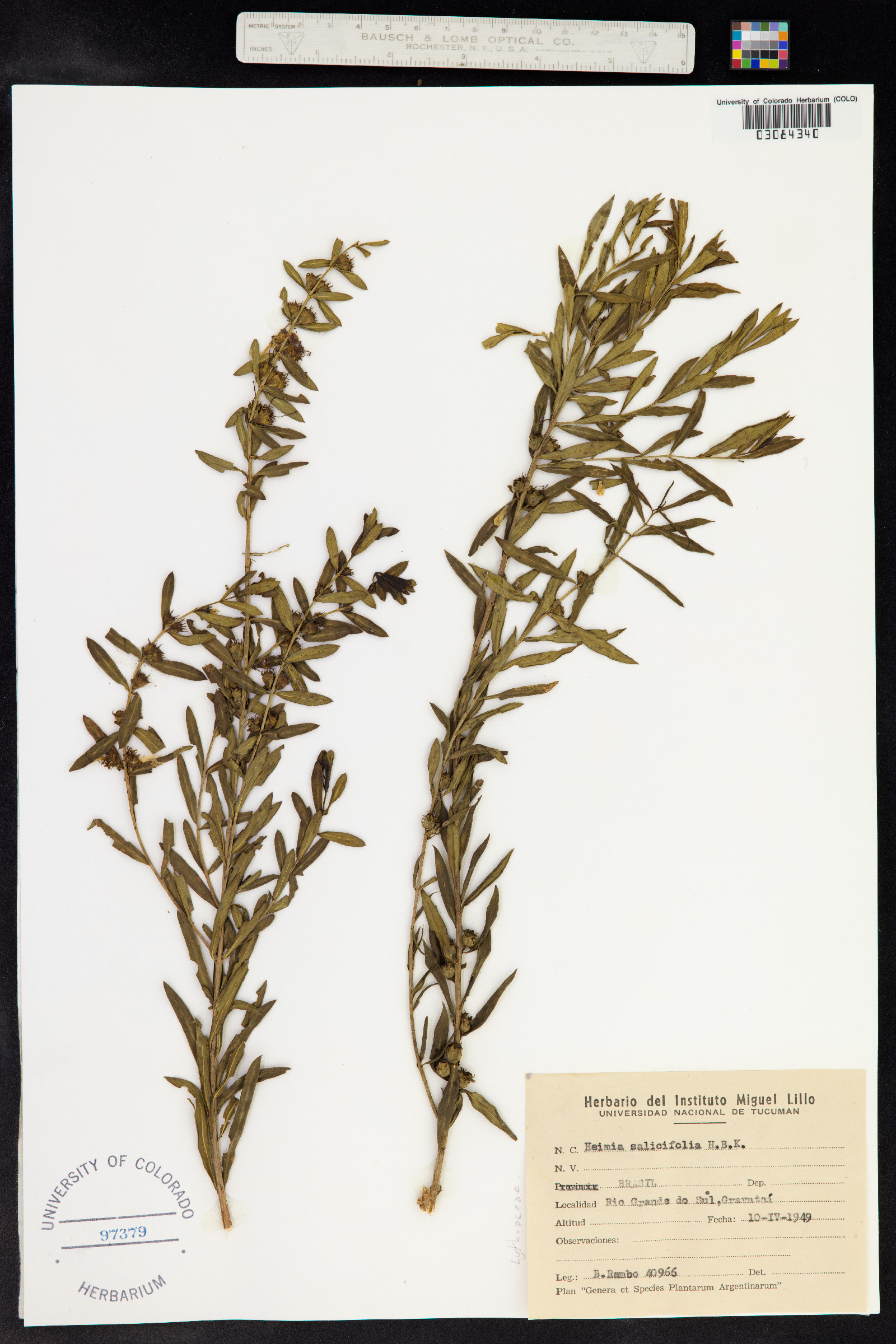 Heimia salicifolia image